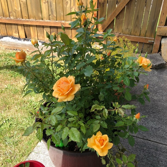 Meet your Posher, Alethia - Picture 13 of 16